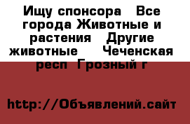 Ищу спонсора - Все города Животные и растения » Другие животные   . Чеченская респ.,Грозный г.